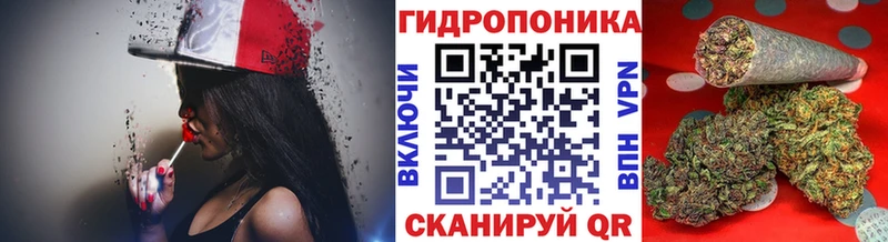 закладка  Староминская  Конопля ГИДРОПОН 